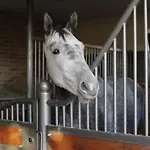 Estancja 4* Mezowo